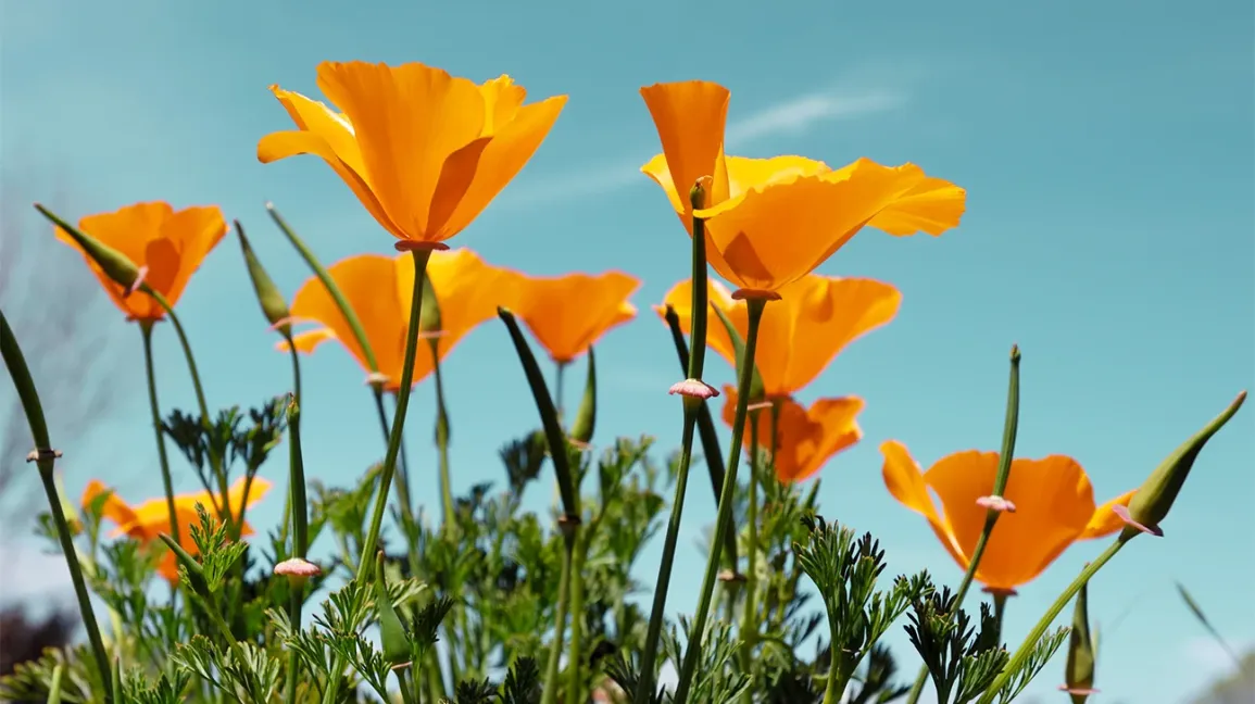 California Poppies